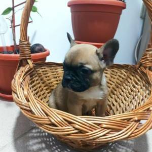 Francuski Buldog prelepi stenci