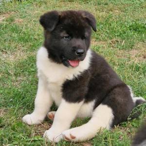 Americka Akita stenci