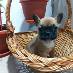 Francuski Buldog prelepi stenci