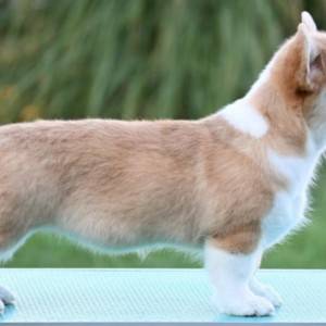 Velški korgi/Welsh Corgi Pembroke