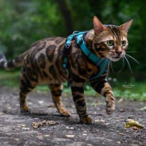 Bengalska macka Bengalski macici