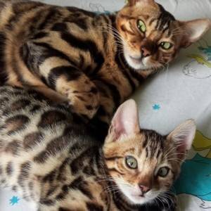 Bengalska mačka - bengalski mačići