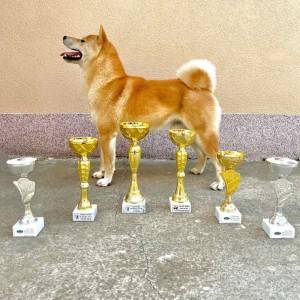 Shiba Inu prelepi stenci