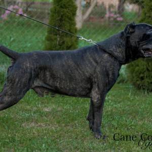 Cane Corso štenci