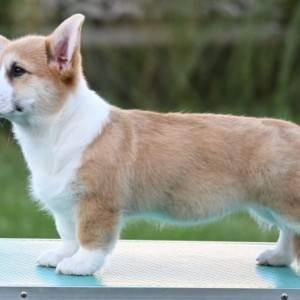 Velški korgi/Welsh Corgi Pembroke