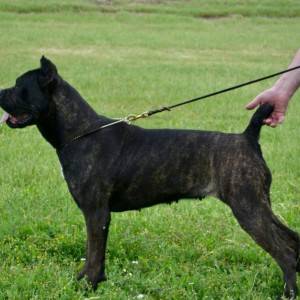 Cane Corso štenci