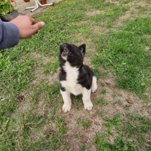 Americka Akita stenci