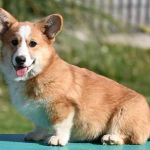 Velski korgi/Welsh Corgi Pembroke