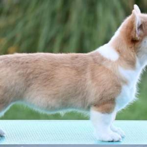 Velški korgi/Welsh Corgi Pembroke