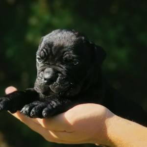Cane Corso Kane Korso TOP KVALITET