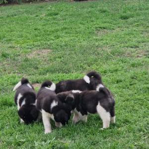 Americka Akita stenci