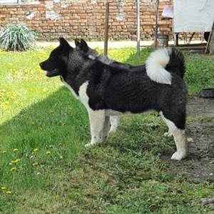 Americka Akita stenci