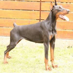 Doberman prelepi štenci
