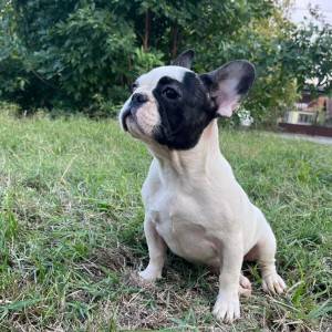 Francuski Buldog PRELEPI štenci