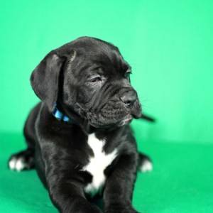 Cane Corso prelepi stenci