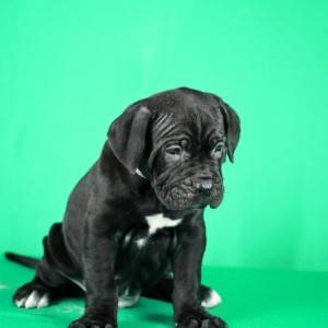 Cane Corso prelepi stenci