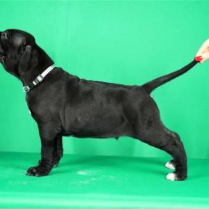 Cane Corso prelepi stenci