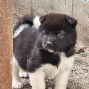 Americka Akita stenci