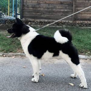 Americka Akita stenci