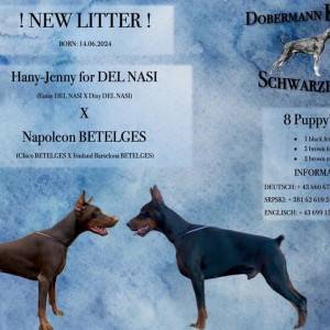 Doberman prelepi štenci