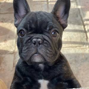 Francuski Buldog PRELEPI štenci