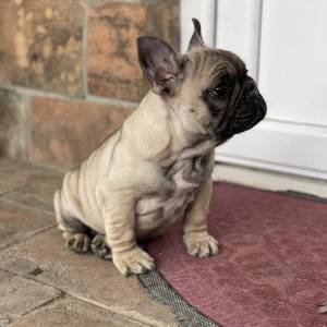 Francuski Buldog PRELEPI štenci