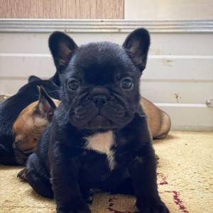 Francuski Buldog PRELEPI štenci