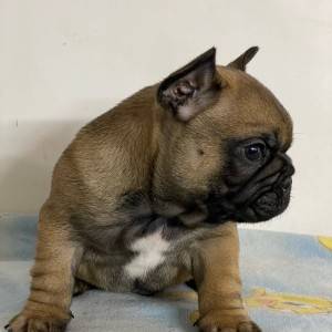 Francuski Buldog PRELEPI štenci