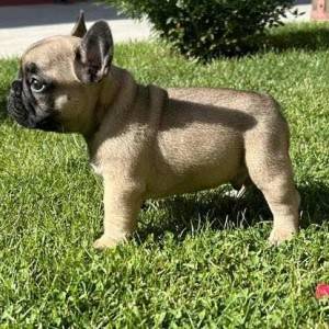 Francuski Buldog PRELEPI štenci