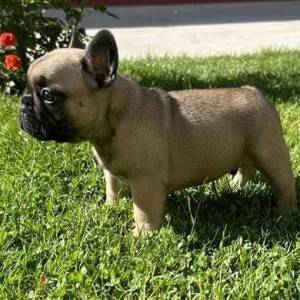 Francuski Buldog PRELEPI štenci