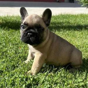 Francuski Buldog PRELEPI štenci