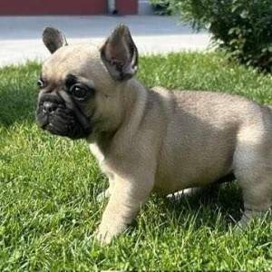 Francuski Buldog PRELEPI štenci