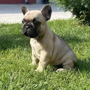 Francuski Buldog PRELEPI štenci