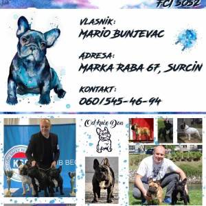 Francuski Buldog PRELEPI štenci