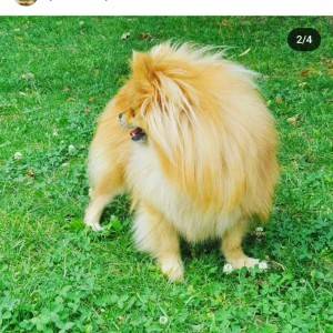 Pomeranac prelep dečak