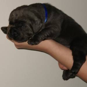 Cane Corso Kane Korso TOP KVALITET