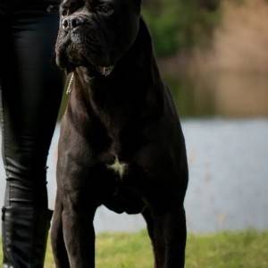 Cane Corso Kane Korso TOP KVALITET