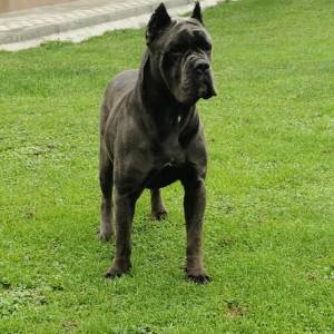 Cane Corso Kane Korso TOP KVALITET
