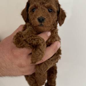 Toy Pudle