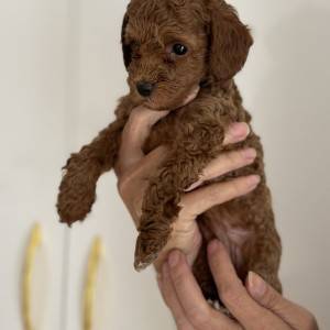 Toy Pudle