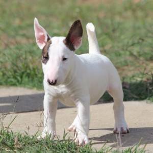 Mini Bull Terijer prelepi štenci