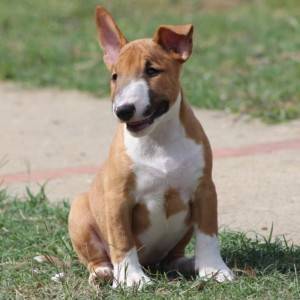 Mini Bull Terijer prelepi štenci
