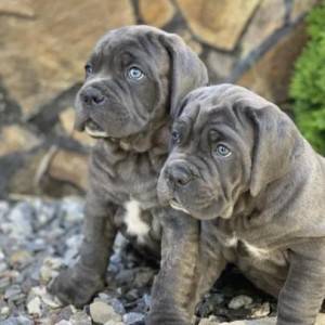 Cane Corso Kane Korso TOP KVALITET