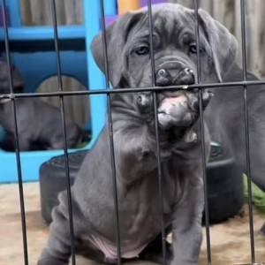 Cane Corso Kane Korso TOP KVALITET