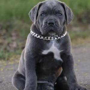 Cane Corso Kane Korso TOP KVALITET