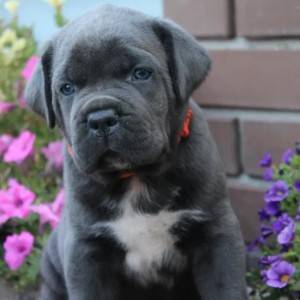 Cane Corso Kane Korso TOP KVALITET