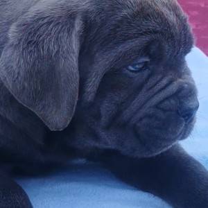 Cane Corso Kane Korso TOP KVALITET