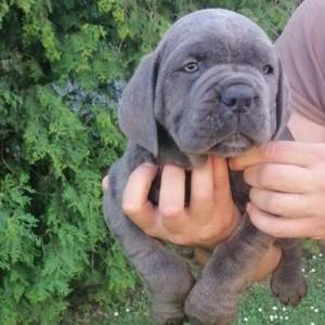 Cane Corso Kane Korso TOP KVALITET