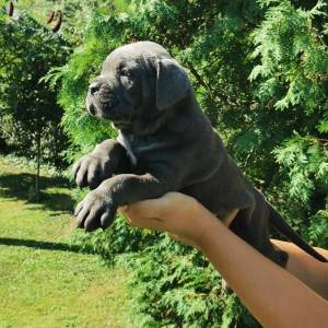 Cane Corso Kane Korso TOP KVALITET