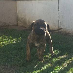 Presa Canario prelepi štenci